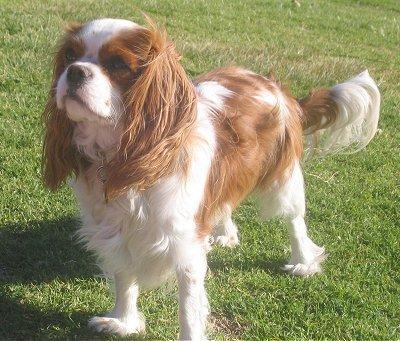 https://images.dog.ceo/breeds/spaniel-blenheim/n02086646_280.jpg