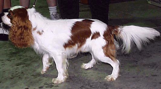 https://images.dog.ceo/breeds/spaniel-blenheim/n02086646_282.jpg