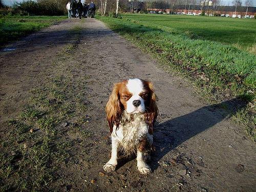 https://images.dog.ceo/breeds/spaniel-blenheim/n02086646_2834.jpg