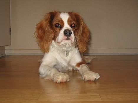 https://images.dog.ceo/breeds/spaniel-blenheim/n02086646_2891.jpg