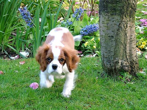 https://images.dog.ceo/breeds/spaniel-blenheim/n02086646_2959.jpg