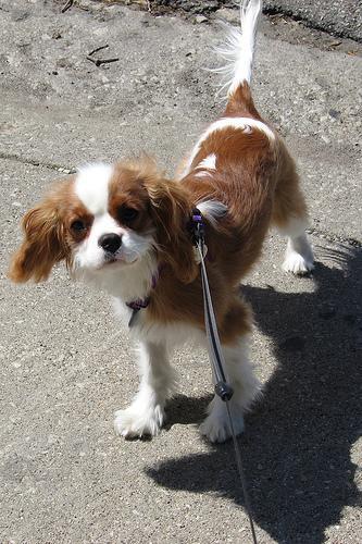 https://images.dog.ceo/breeds/spaniel-blenheim/n02086646_296.jpg