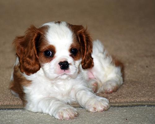 https://images.dog.ceo/breeds/spaniel-blenheim/n02086646_2970.jpg