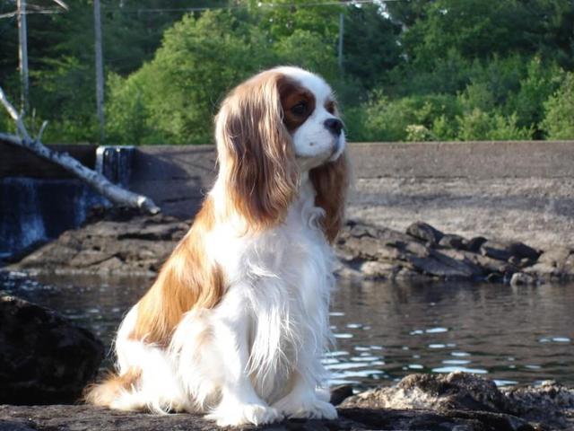 https://images.dog.ceo/breeds/spaniel-blenheim/n02086646_3234.jpg