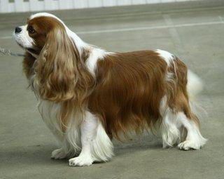 https://images.dog.ceo/breeds/spaniel-blenheim/n02086646_337.jpg