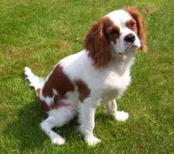 https://images.dog.ceo/breeds/spaniel-blenheim/n02086646_3524.jpg