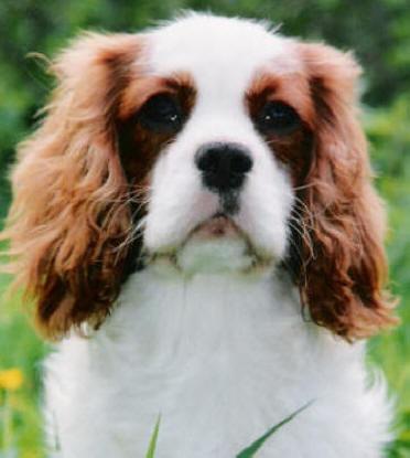 https://images.dog.ceo/breeds/spaniel-blenheim/n02086646_356.jpg