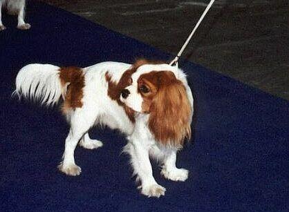 https://images.dog.ceo/breeds/spaniel-blenheim/n02086646_3565.jpg