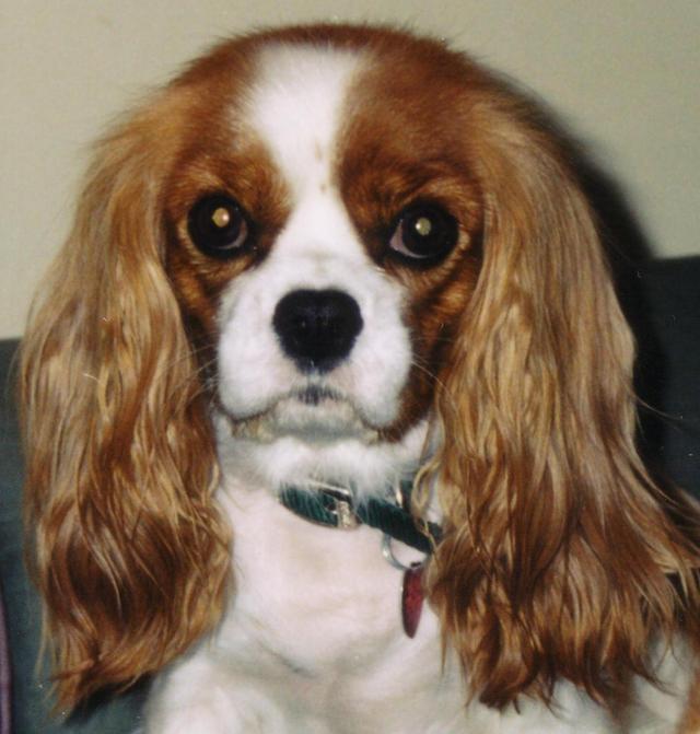 https://images.dog.ceo/breeds/spaniel-blenheim/n02086646_3670.jpg