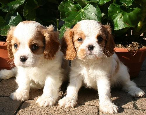 https://images.dog.ceo/breeds/spaniel-blenheim/n02086646_3721.jpg