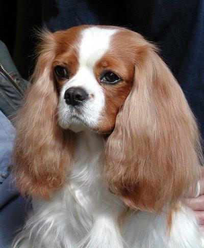 https://images.dog.ceo/breeds/spaniel-blenheim/n02086646_3766.jpg