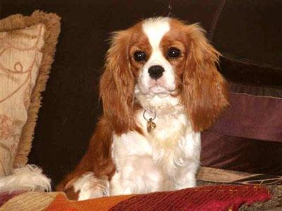 https://images.dog.ceo/breeds/spaniel-blenheim/n02086646_380.jpg