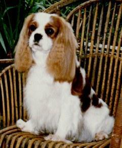 https://images.dog.ceo/breeds/spaniel-blenheim/n02086646_3832.jpg