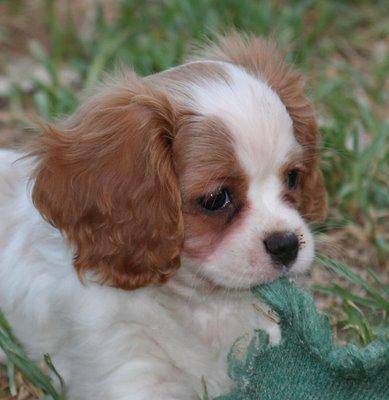 https://images.dog.ceo/breeds/spaniel-blenheim/n02086646_3917.jpg