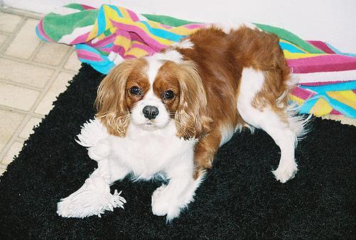 https://images.dog.ceo/breeds/spaniel-blenheim/n02086646_3986.jpg