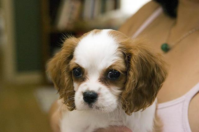 https://images.dog.ceo/breeds/spaniel-blenheim/n02086646_4026.jpg