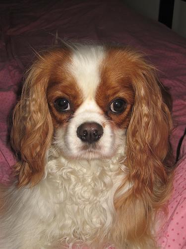 https://images.dog.ceo/breeds/spaniel-blenheim/n02086646_4120.jpg