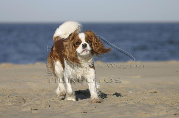 https://images.dog.ceo/breeds/spaniel-blenheim/n02086646_4133.jpg