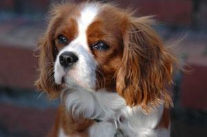 https://images.dog.ceo/breeds/spaniel-blenheim/n02086646_4177.jpg