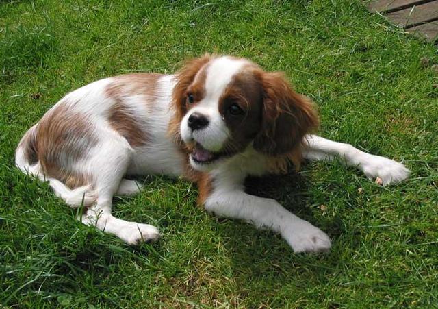 https://images.dog.ceo/breeds/spaniel-blenheim/n02086646_4199.jpg