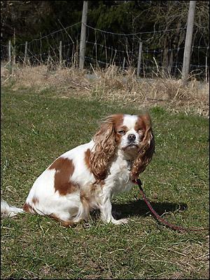 https://images.dog.ceo/breeds/spaniel-blenheim/n02086646_421.jpg