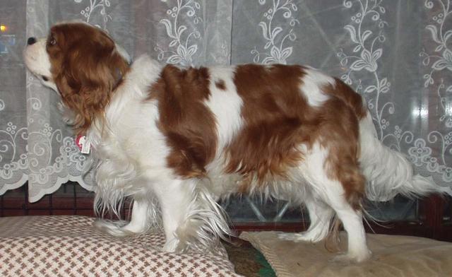 https://images.dog.ceo/breeds/spaniel-blenheim/n02086646_4213.jpg