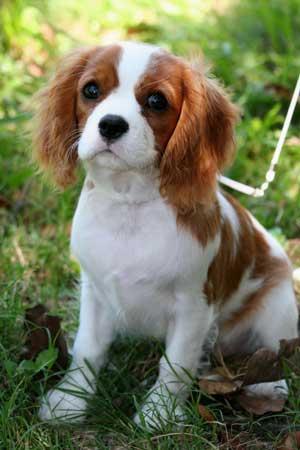 https://images.dog.ceo/breeds/spaniel-blenheim/n02086646_4219.jpg