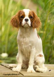 https://images.dog.ceo/breeds/spaniel-blenheim/n02086646_4226.jpg