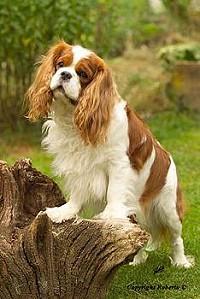 https://images.dog.ceo/breeds/spaniel-blenheim/n02086646_4298.jpg