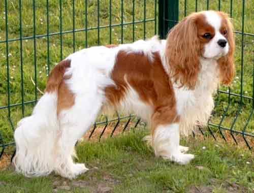 https://images.dog.ceo/breeds/spaniel-blenheim/n02086646_45.jpg