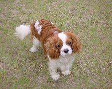 https://images.dog.ceo/breeds/spaniel-blenheim/n02086646_462.jpg