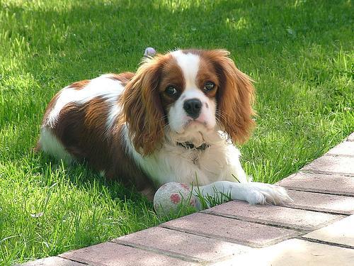 https://images.dog.ceo/breeds/spaniel-blenheim/n02086646_554.jpg