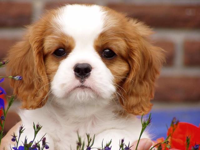 https://images.dog.ceo/breeds/spaniel-blenheim/n02086646_567.jpg