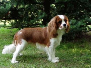 https://images.dog.ceo/breeds/spaniel-blenheim/n02086646_593.jpg