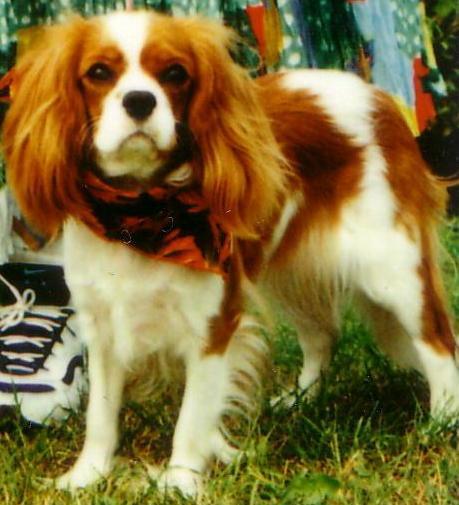 https://images.dog.ceo/breeds/spaniel-blenheim/n02086646_602.jpg