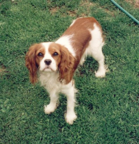 https://images.dog.ceo/breeds/spaniel-blenheim/n02086646_618.jpg