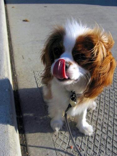 https://images.dog.ceo/breeds/spaniel-blenheim/n02086646_637.jpg