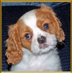 https://images.dog.ceo/breeds/spaniel-blenheim/n02086646_672.jpg