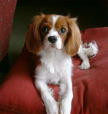 https://images.dog.ceo/breeds/spaniel-blenheim/n02086646_801.jpg