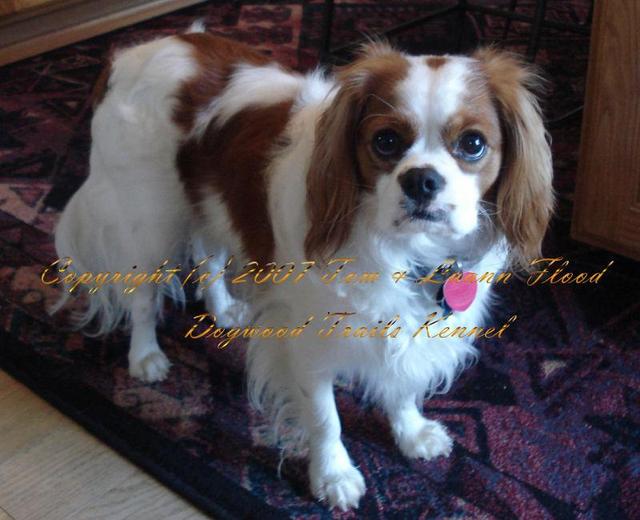 https://images.dog.ceo/breeds/spaniel-blenheim/n02086646_981.jpg