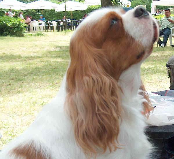 https://images.dog.ceo/breeds/spaniel-blenheim/n02086646_982.jpg