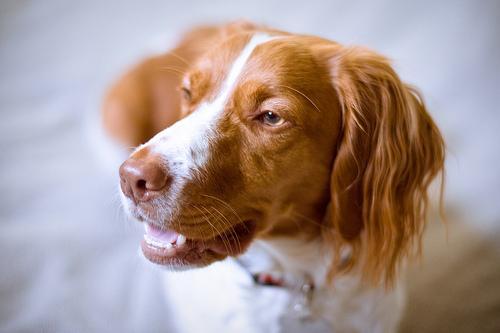 https://images.dog.ceo/breeds/spaniel-brittany/n02101388_10017.jpg