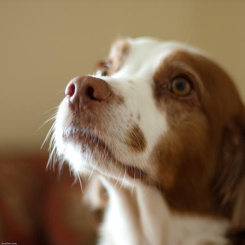 https://images.dog.ceo/breeds/spaniel-brittany/n02101388_10348.jpg