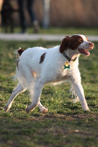 https://images.dog.ceo/breeds/spaniel-brittany/n02101388_10373.jpg