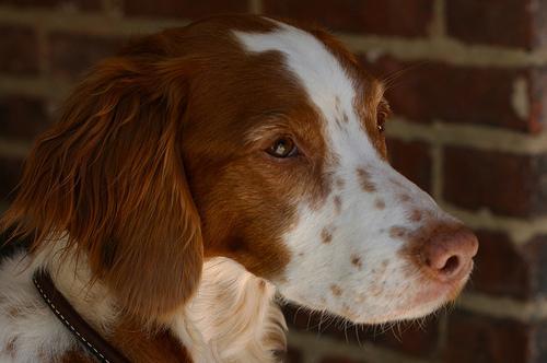 https://images.dog.ceo/breeds/spaniel-brittany/n02101388_10509.jpg