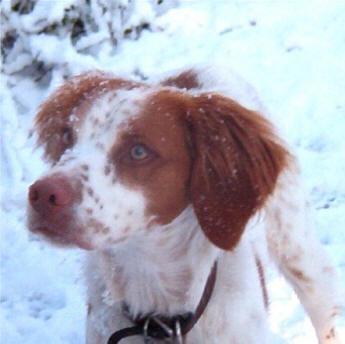 https://images.dog.ceo/breeds/spaniel-brittany/n02101388_1060.jpg