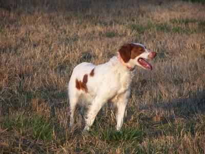 https://images.dog.ceo/breeds/spaniel-brittany/n02101388_1242.jpg