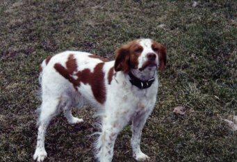 https://images.dog.ceo/breeds/spaniel-brittany/n02101388_1249.jpg