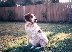 https://images.dog.ceo/breeds/spaniel-brittany/n02101388_1252.jpg