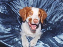 https://images.dog.ceo/breeds/spaniel-brittany/n02101388_1445.jpg